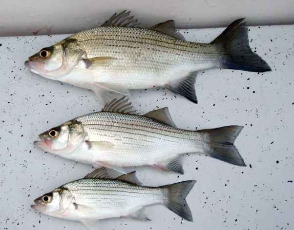 Black Helicopters Overhead and a Conspiracy to Catch White Bass
